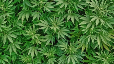 Pluoštinės kanapės: drausti ar legalizuoti?