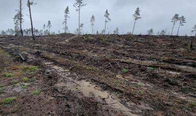 STOP Lietuvos miškų kirtimui plynai – paskelbė peticiją, kuria siekia išsaugoti vieną didžiausių gamtos vertybių